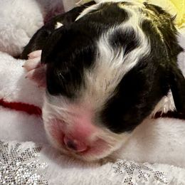 Selena - Black and white female Bernedoodle puppy in Gilbert, Arizona from The Berne Barn... it’s a Doodle thing!