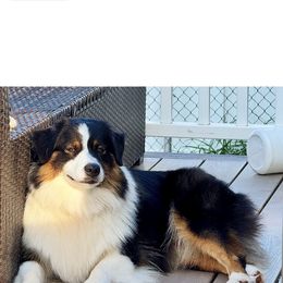 Australian Shepherd puppies from Bedtime Story Australian Shepherds