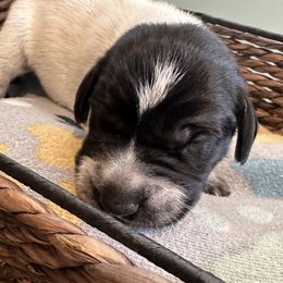 Groot - Black roan German Shorthaired Pointer puppy in Tionesta, Pennsylvania from Hunter Station Canines