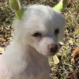 Chinese Crested Puppies from Aero Chinese Cresteds