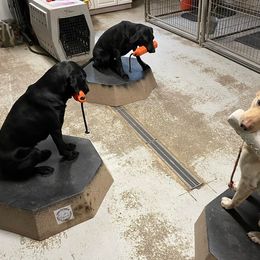 Labrador Retriever All Grown Up from Bull Valley Retrievers