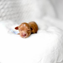 Oberon - Red  male Goldendoodle puppy in Springville, Utah from Happy Doodle