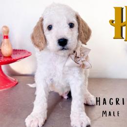 Hagrid - Parti male Goldendoodle puppy in Hilton, New York from The House of Goldendoodle
