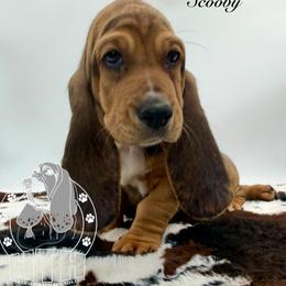 Scooby - Black brown and white male Basset Hound puppy in Dingess, West Virginia from Tuckers' Howling Hounds