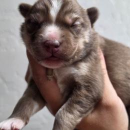 Makima - Brown and white female Siberian Husky puppy in Buckeye, Arizona from Anime Huskies