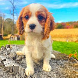 Warren - Blenheim male Cavalier King Charles Spaniel puppy in Watsontown, Pennsylvania from Huntsman Cavaliers