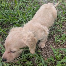 Circe - Cream female Dachshund puppy in Winter Haven, Florida from Katrina's Punk Rock Dachshunds