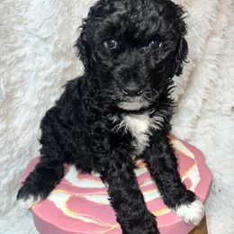 Grenadine - Black female Goldendoodle puppy in Placerville, California from New Dawn Poodles and Doodles
