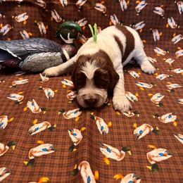 Gus - Liver white and roan male English Springer Spaniel puppy in Braidwood, Illinois from A & R Springers