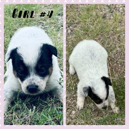 Girl 4 - Blue mottled female Australian Cattle Dog puppy in Prague, Oklahoma from S&B Cattle Co.