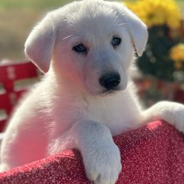 Girl 4 - German Shepherd puppy from Twila Ruth Herot