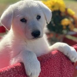 Girl 4 - German Shepherd puppy from Twila Ruth Herot