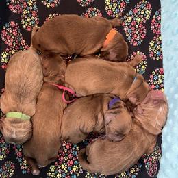 White Female - Apricot female Goldendoodle puppy in Great Falls, Montana from Montana Goldendoodles