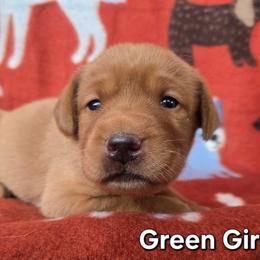 Girl 5 - Yellow female Labrador Retriever puppy in Potosi, Wisconsin from Point and Flush Gun Dogs