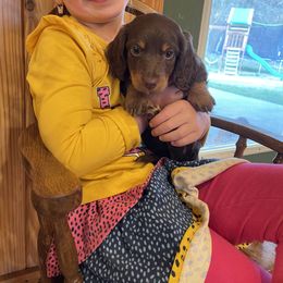 Dachshund Puppies from JK Kennel