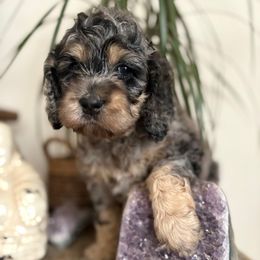 Lacy - Brown roan and tan female Cockapoo puppy in Carlotta, California from Lost Coast Bernese Mountain Dogs