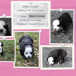 Luna - Black tri female Miniature Australian Shepherd puppy in Asheboro, North Carolina from Stellar Aussies