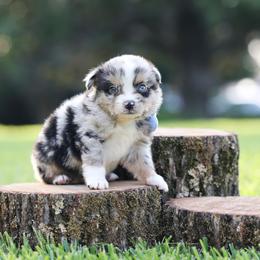 Espresso - Blue merle male Miniature Australian Shepherd puppy in White Oak, Texas from Triple Lake Ranch Miniature Australian Shepherds