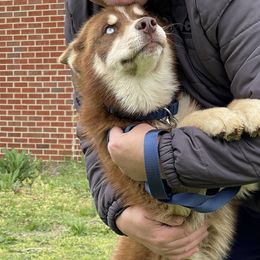 Blaze - Brown and white Siberian Husky puppy in Chester, Virginia from Dacogetic