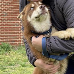 Blaze - Brown and white Siberian Husky puppy in Chester, Virginia from Dacogetic