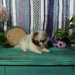 Ariel - Chocolate merle female Pomeranian puppy in Ada, Oklahoma from Once Upon A Fluff