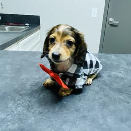 Snoopy - Piebald male Dachshund puppy in Magnolia, Texas from Carrie’s Countryside Dachshunds