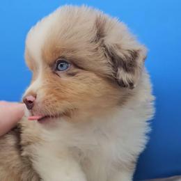 Blue Collar RMM - Red merle male Miniature American Shepherd puppy in Lexington, Kentucky from Deuce's Den