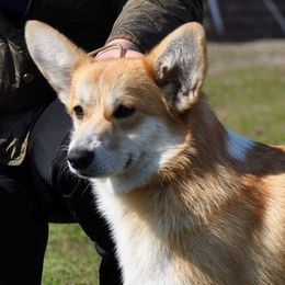 Drew - Pembroke Welsh Corgi