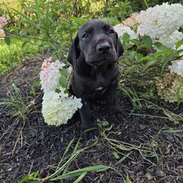 Orion - Black male Great Dane puppy in Arpin, Wisconsin from Arpin Great Danes