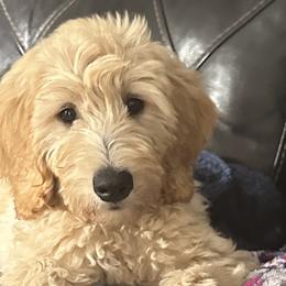 Cupid - Cream Goldendoodle puppy in Florida from Muddy Acre Pups