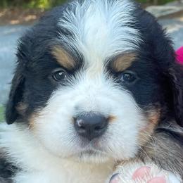 Zurich - Black rust and white male Bernese Mountain Dog puppy in Fountain, North Carolina from Stargirl Bernese Mountain Dogs