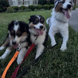 Australian Shepherd Puppies from Mad Ranch