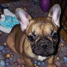 Merry Akc - Fawn female French Bulldog puppy in Solway, Minnesota from PcFrenchies