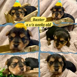Baxter - Black and tan male Yorkshire Terrier puppy in Tangipahoa County, Louisiana from Riche’ Louisiana Yorkies