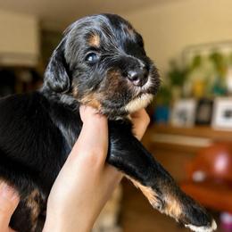 Journey - Tri-color male Bernedoodle puppy in Little Rock, Arkansas from Darlin’s Doodles