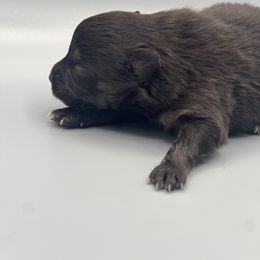 Girl 1 - Black and tan female Pomeranian puppy in Brentwood, California from Royalpawpoms