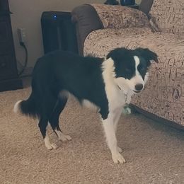 Kailani - Border Collie