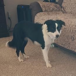 Kailani - Border Collie