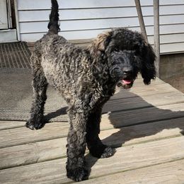 Hero - Black and tan male Cockapoo puppy in Mancelona, Michigan from Lavender poodles & doodles