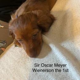 Dachshund Puppies from Witchy Woman’s Wiener’s