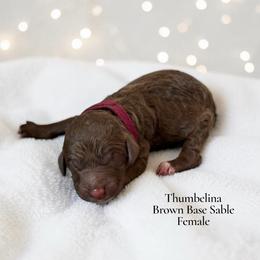 Thumbelina - Sable female Poodle puppy in Ellenburg Center, New York from Kristin's Puppies
