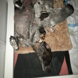 German Shorthaired Pointer Puppies from Wyndbourne German Shorthaired Pointers