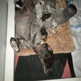 German Shorthaired Pointer Puppies from Wyndbourne German Shorthaired Pointers
