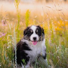 Australian Shepherd Puppies from Crystalbrook Aussies