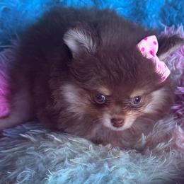 Sugar - Chocolate and tan female Pomeranian puppy in Gainesville, Texas from Pomtastic Pomeranians