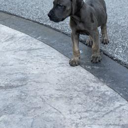Great Dane Puppies from Starlight Danes