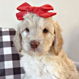 Labyrinth - Caramel ice female Australian Labradoodle puppy in Harrisonville, Missouri from Blessed Day Doodles