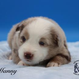 Manny - Red merle male Miniature Australian Shepherd puppy in Weeki Wachee, Florida from Arlington's Mini Aussies