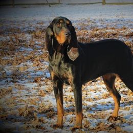 Lucy - Black and Tan Coonhound