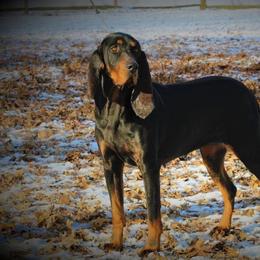 Lucy - Black and Tan Coonhound